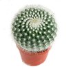 Notocactus_succineus_albispinus